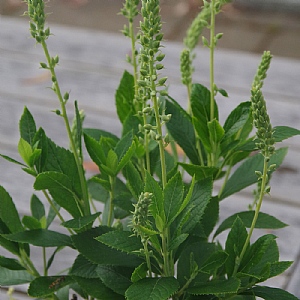 Clethra alnifolia 'Hummingbird'