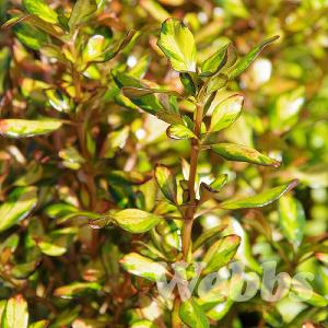 Coprosma 'Evening Glow'