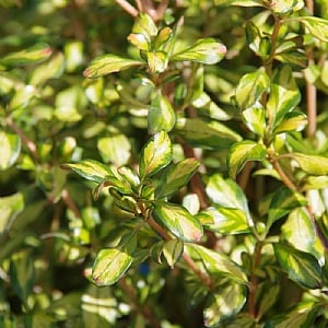 Coprosma 'Lemon N Lime'