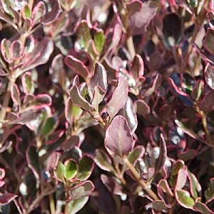 Coprosma repens 'Pacific Dawn'