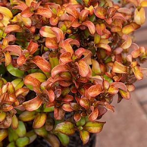 Coprosma repens 'Pina Colada'