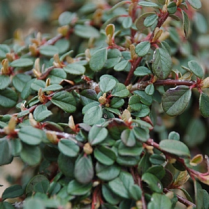 Cotoneaster procumbens 'Queen of Carpets'