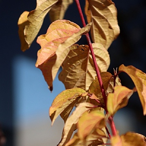 Cornus 'Annys Winter Orange'