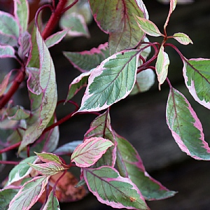 Cornus alba 'Miracle'
