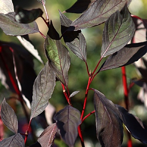 Cornus alba 'Nightfall'
