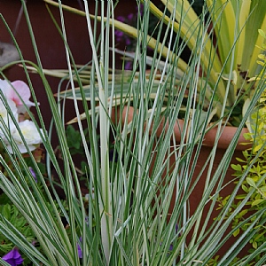 Cortaderia 'Silver Goblin'