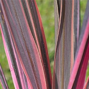 Cordyline australis 'Southern Splendour'