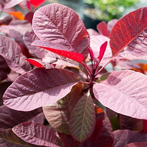 Cotinus 'Grace'