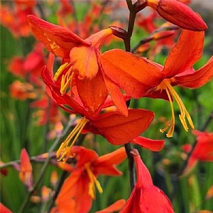 Crocosmia 'Emily McKenzie'