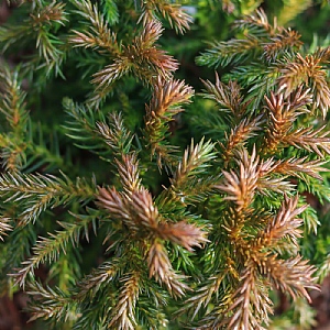 Cryptomeria japonica 'Green Pearl'