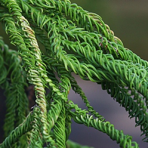 Cryptomeria japonica 'Kyara Gold'