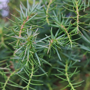 Cryptomeria japonica 'Mushroom'