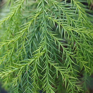 Cryptomeria japonica 'Sekkan-Sugi'