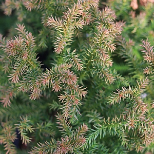 Cryptomeria japonica 'Tilford Gold'