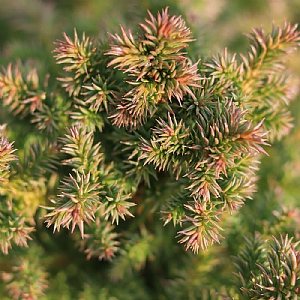 Cryptomeria japonica 'Vilmoriniana'