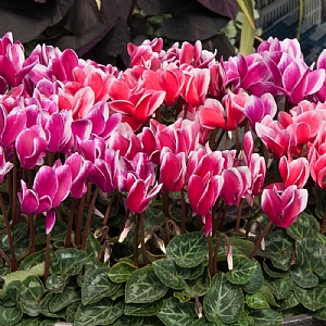 Cyclamen 'Fantasia Mix' 6 pack