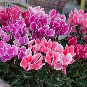 Cyclamen 'Flame Mix' 6 pack