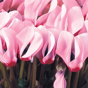 Cyclamen 'Light Pink with Eye' 6 pack