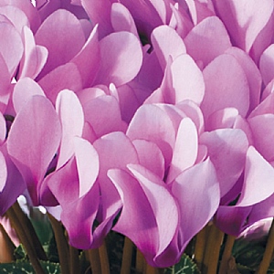 Cyclamen 'Lilac Shades with Eye' 6 pack