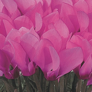 Cyclamen Metis 'Persian Rose' 6 pack