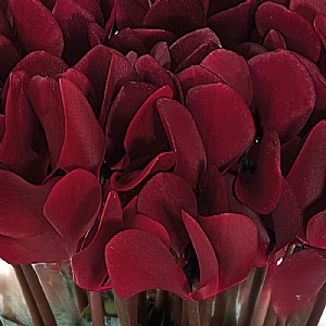 Cyclamen Tuxedo 'Dark Magenta' 6 pack