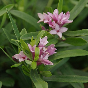 Daphne × transatlantica 'Eternal Fragrance'