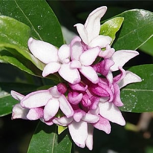 Daphne 'Perfume Princess'