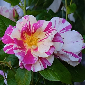 The King's Rose