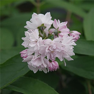 Deutzia 'Pink Pompon'