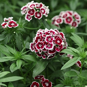 Dianthus barbatus Dart 'Red White Picotee'