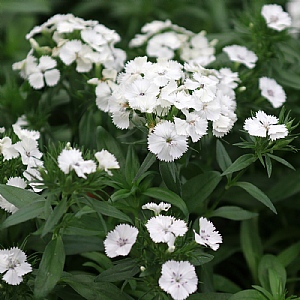 Dianthus barbatus Dart 'White'