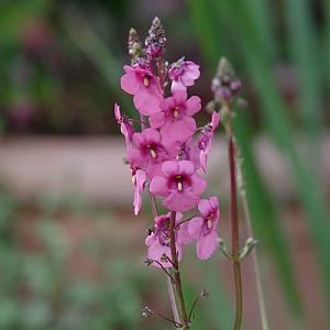 Diascia 'Hopleys'