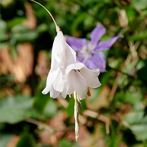 Dierama pulcherrimum var. album