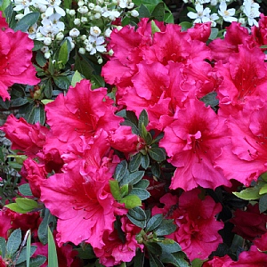 Evergreen Azalea 'Red Wing'