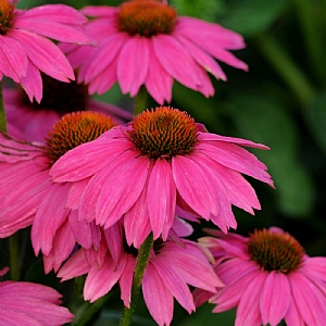 Echinacea purpurea 'PowWow Wild Berry'