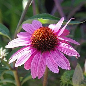 Echinacea purpurea 'Magnus'