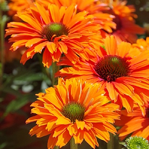 Echinacea 'Sunseekers Mineola'