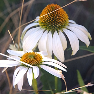 Echinacea purpurea 'White Swan'