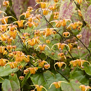 Epimedium 'Amber Queen'