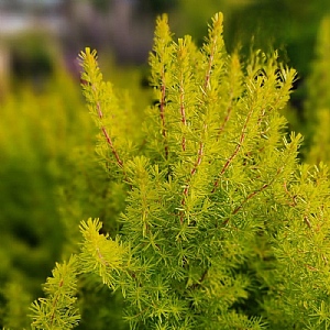 Erica arborea 'Golden Smile'