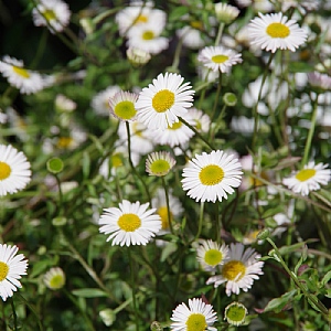 Erigeron karvinskianus 'Sea of Blossom'