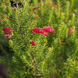 Erica 'Winter Fire'