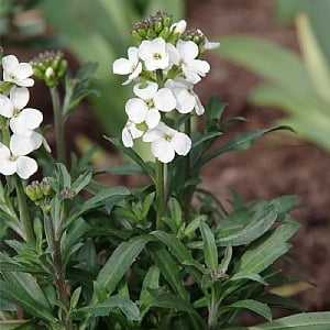 Erysimum 'Leya White' 