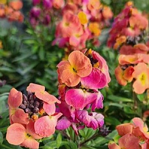 Erysimum 'Leya Rainbow Glow'