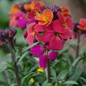 Erysimum 'Orange Purple Glow' 