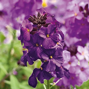 Erysimum 'Poem Lilac'