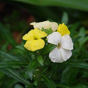 Erysimum 'Leya Lemon Glow'