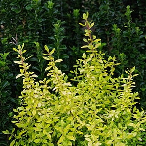 Escallonia 'As Good As Gold'