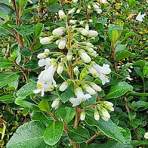 Escallonia 'Iveyi'