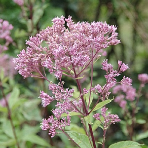 Eupatorium 'Phantom'